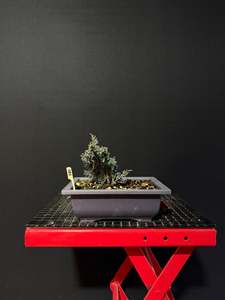 Juniperus x media blaauw