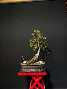 Bonsai: Silver Birch