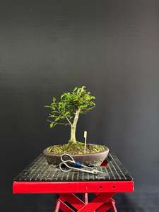 Chinese Elm