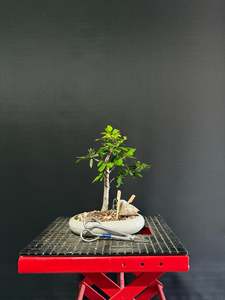 Chinese Elm