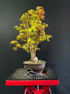 Japanese Maple Clump