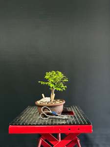 Chinese Elm