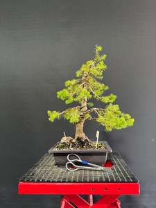 Pre Bonsai: Alberta Spruce
