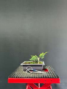 Juniper x media blaauw