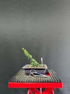 Juniper x media blaauw