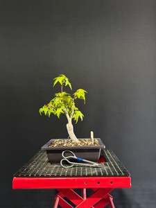 Pre Bonsai: Liquid Amber