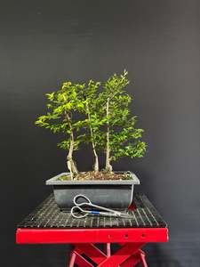 Chinese Elm Forest