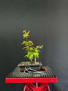 Pre Bonsai: Japanese Maple