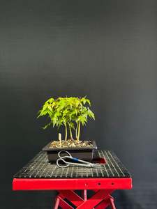 Pre Bonsai: Japanese Maple Clump