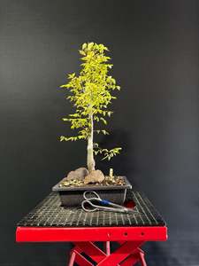 Japanese Elm