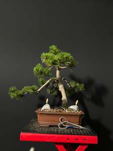 Mugo Pine