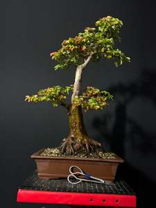 Bonsai: Trident Maple