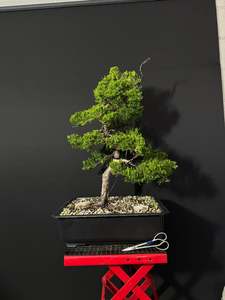 Kaizuka Juniper