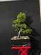 Kaizuka Juniper