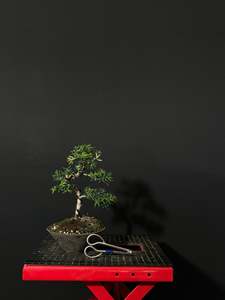 Bonsai: Totara (NZ NATIVE)