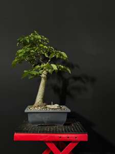 Bonsai: Field Elm