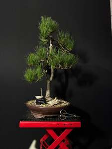 Bonsai: Radiata Pine