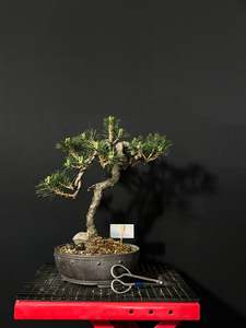 Japanese Black Pine