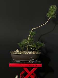 Japanese Black Pine