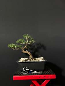 Japanese Black Pine