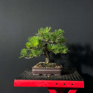 Mugo Pine Bonsai