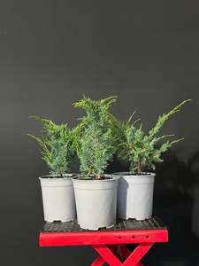 Juniper x media blaauw