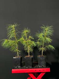 Pre Bonsai: Eastern White Pine
