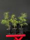 Eastern White Pine