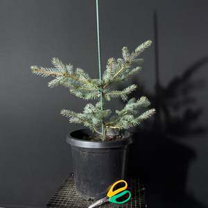 Pre Bonsai: Blue Spruce