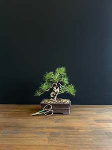 Scots Pine