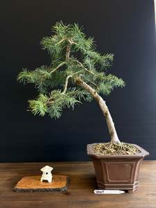 White Fir