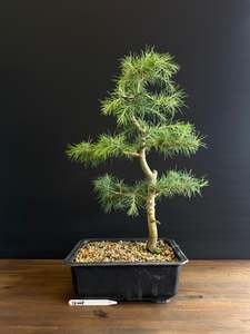 Himalayan Cedar