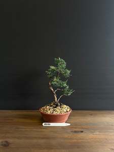 Juniperus x media blaauw
