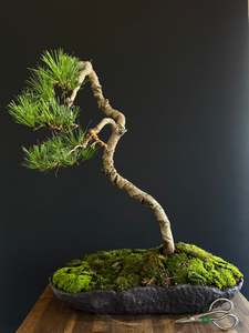 Bonsai: Radiata Pine Bonsai
