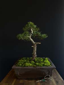 Bonsai: Pine Bonsai