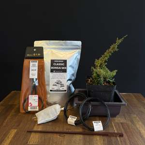 Bonsai: DIY Juniper Bonsai Kit