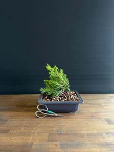 Bonsai: Juniper Starter Bonsai -kaizuka