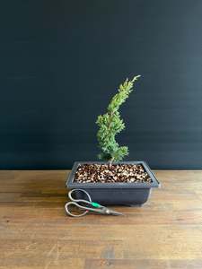 Bonsai: Juniper Starter Bonsai -media blaauw