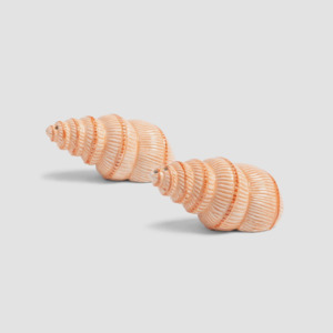 Homeware And Accessories: Salt and Pepper shaker set Shell