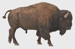 Collect A - American Bison