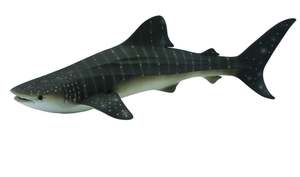 Collectables: Collect A - Whale Shark
