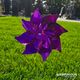 Wind Spinner - Purple Sparkle Pinwheel 20cm