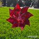 Wind Spinner - Red Sparkle Pinwheel 20cm