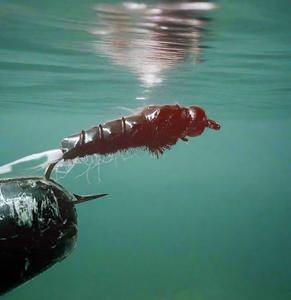 Recommended Seguno: Cadillac Pheasant Tail BB Custom-tied Dozen