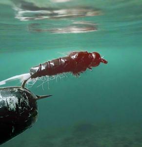 Recommended Seguno: Cadillac Pheasant Tail BB (3)