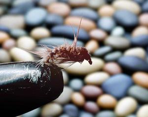 Recommended Seguno: Holy Grail Custom-tied Dozen