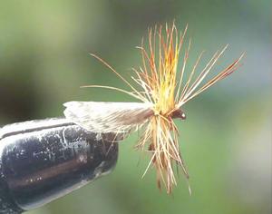 Passion Vine Hopper (3)