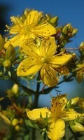 Hypericum 30 pillules