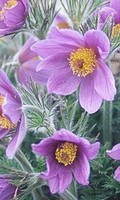 Pulsatilla 30 pillules