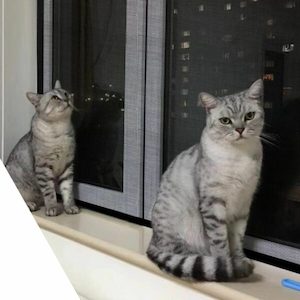 Cat Proof Fly Screen & Save - NZ Wide Delivery